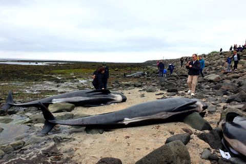 Beached pilot whales.