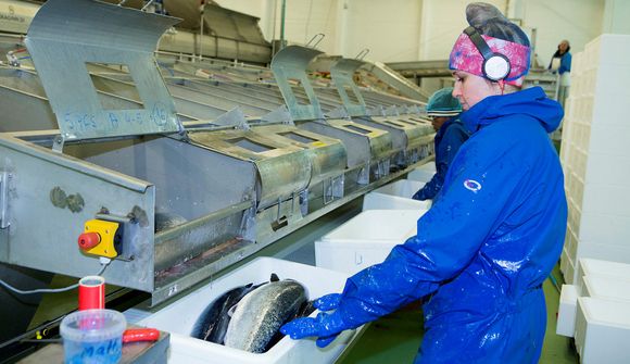 Verðmæti í fiskeldi jókst um 23% milli ára
