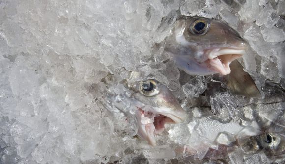 Frumvörp ekki lögð fram fyrir áramót