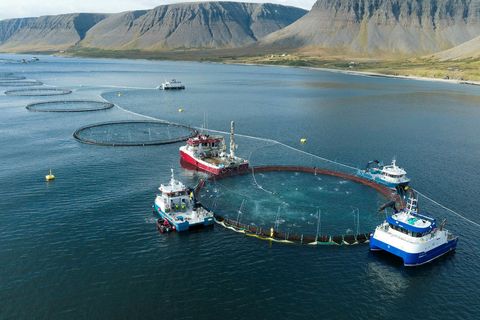 Úrskurðarnefnd umhverfis- og auðlindamála hafnaði ógildingu rekstrarleyfa Arctic Fish í Patreksfirði og Tálknafirði.