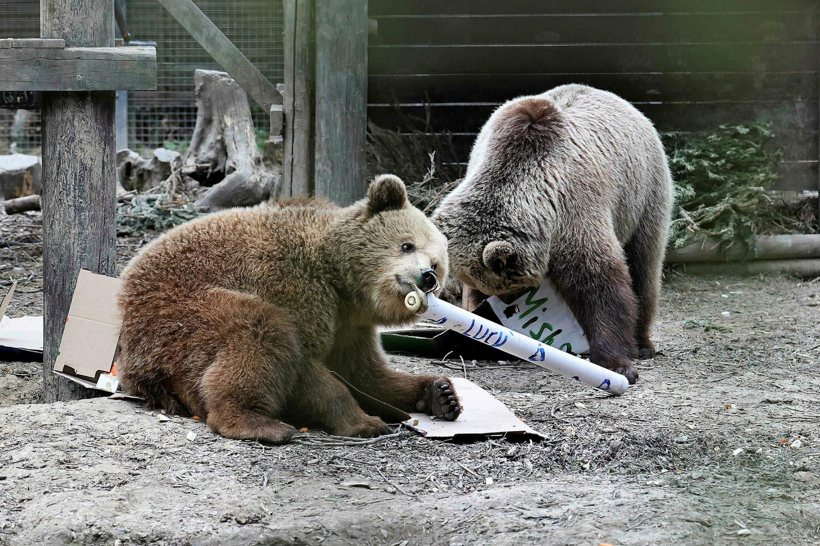 Fjögurra ára birnirnir, Mish og Lucy, brutust úr búri sínu …
