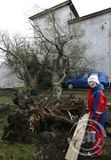 Tré rifnaði upp með rótum við hús á Sóleyjargötu í Reykjavík.