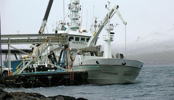 Látin tvígreiða vegna makrílveiða