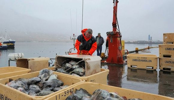 „Í raun ætti enginn að fara á grásleppuveiðar“