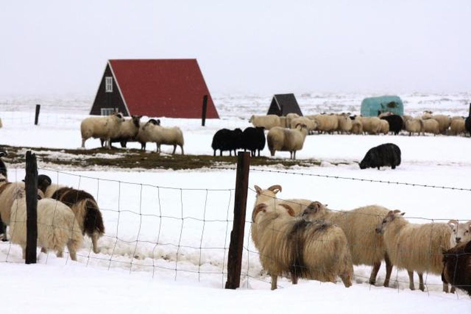 Kindur af Þeistareykjasvæðinu í gær.