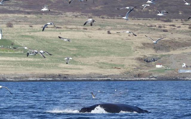 Hvalir eru fáséðir í Hvalfirði og því vakti hnúfubakur athygli.