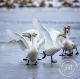 Ættarmót á Bakkatjörn 