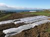 In Húsavík, potato fields have been plowed by the municipality.