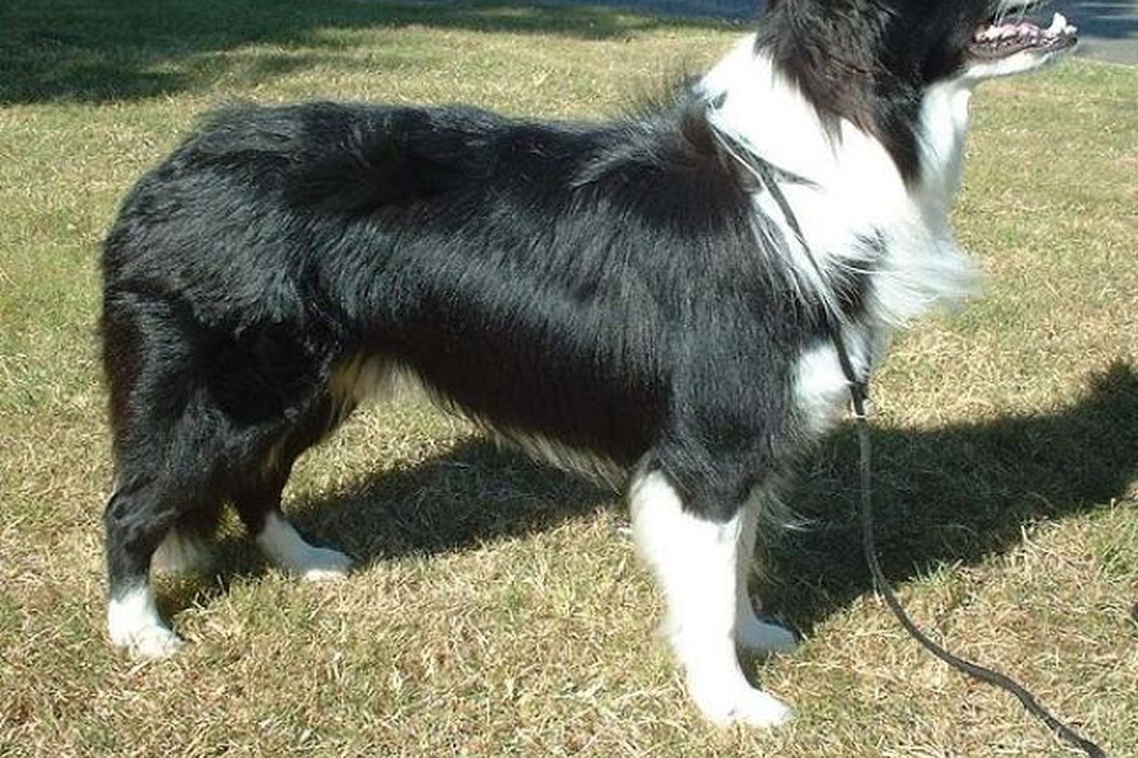 Hundur af tegundinni border collie.