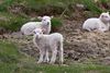 Wants lamb killers to be charged for animal abuse