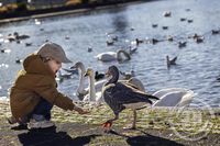 Öndunum gefið brauð við tjörnina í Reykjavík