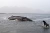 Stranded whale faces slow death