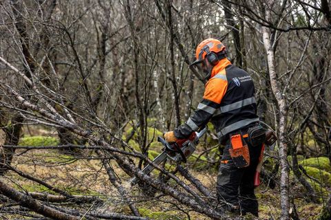 Trjáfelling með keðjusögum er erfið vinna og hættuleg.