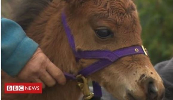Fær blindrahest í stað blindrahunds