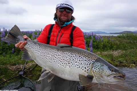 The great brown trout caught in lake Þingvallavatn last night.