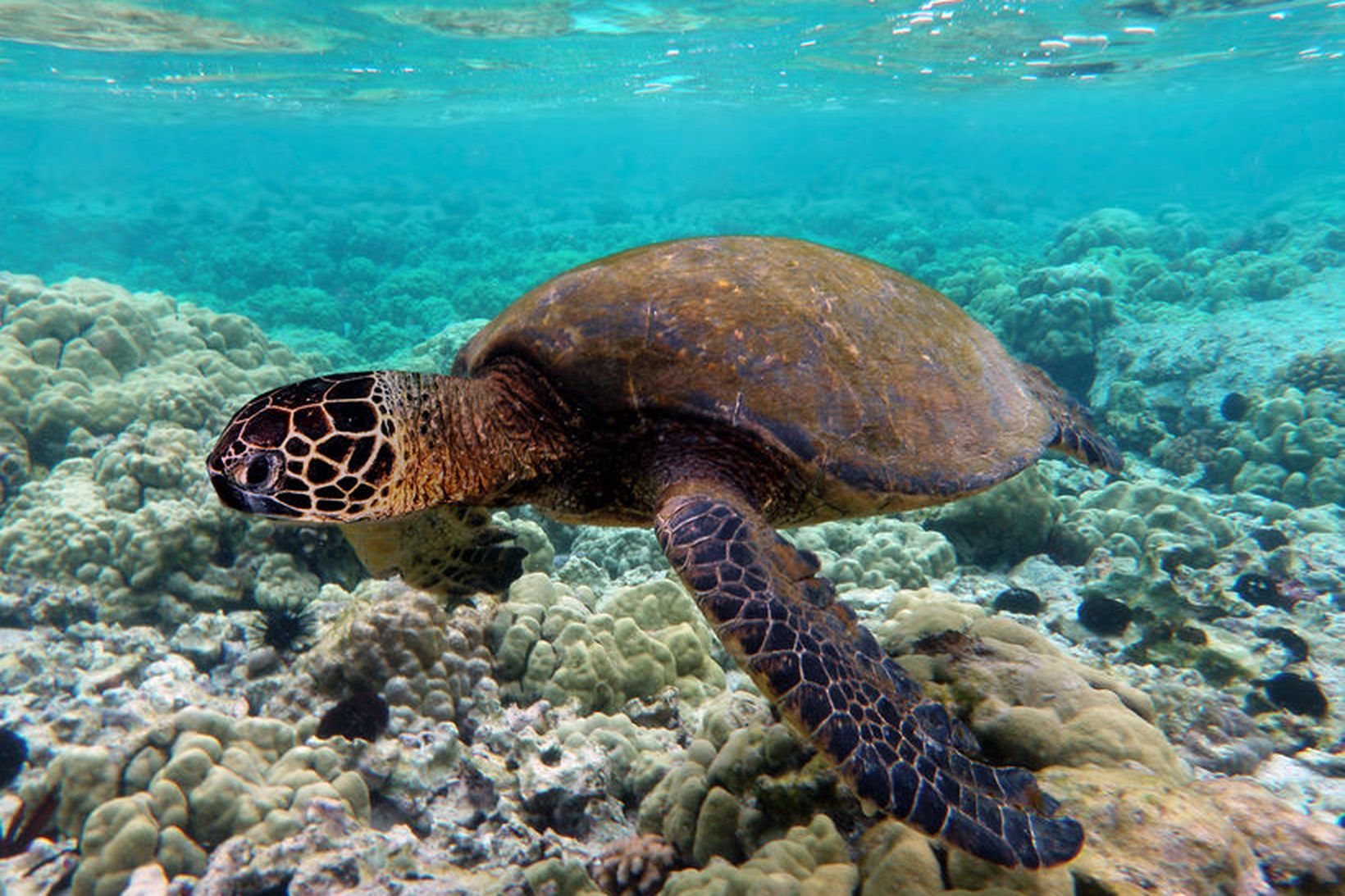 Chelonia mydas sæskjaldbaka.