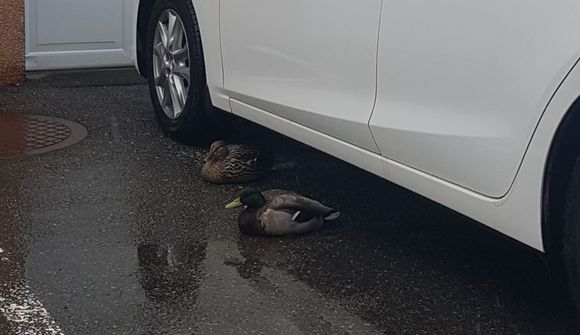 Andapar í góðu yfirlæti á bílastæði