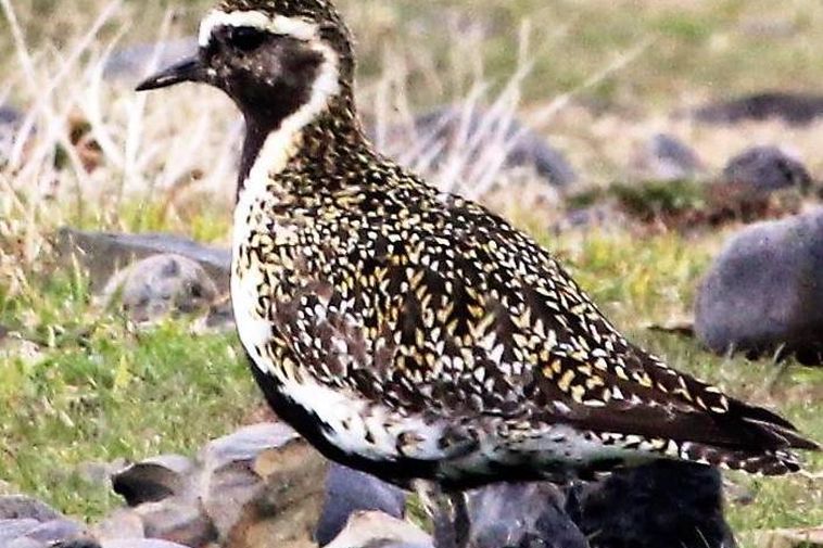 The golden plover in Lisbon is now on its way home