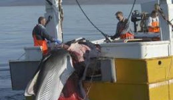 Hrefnubátar hafa ekki komist til veiða vegna veðurs