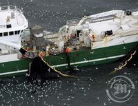 Loðna við Vestmannaeyjar