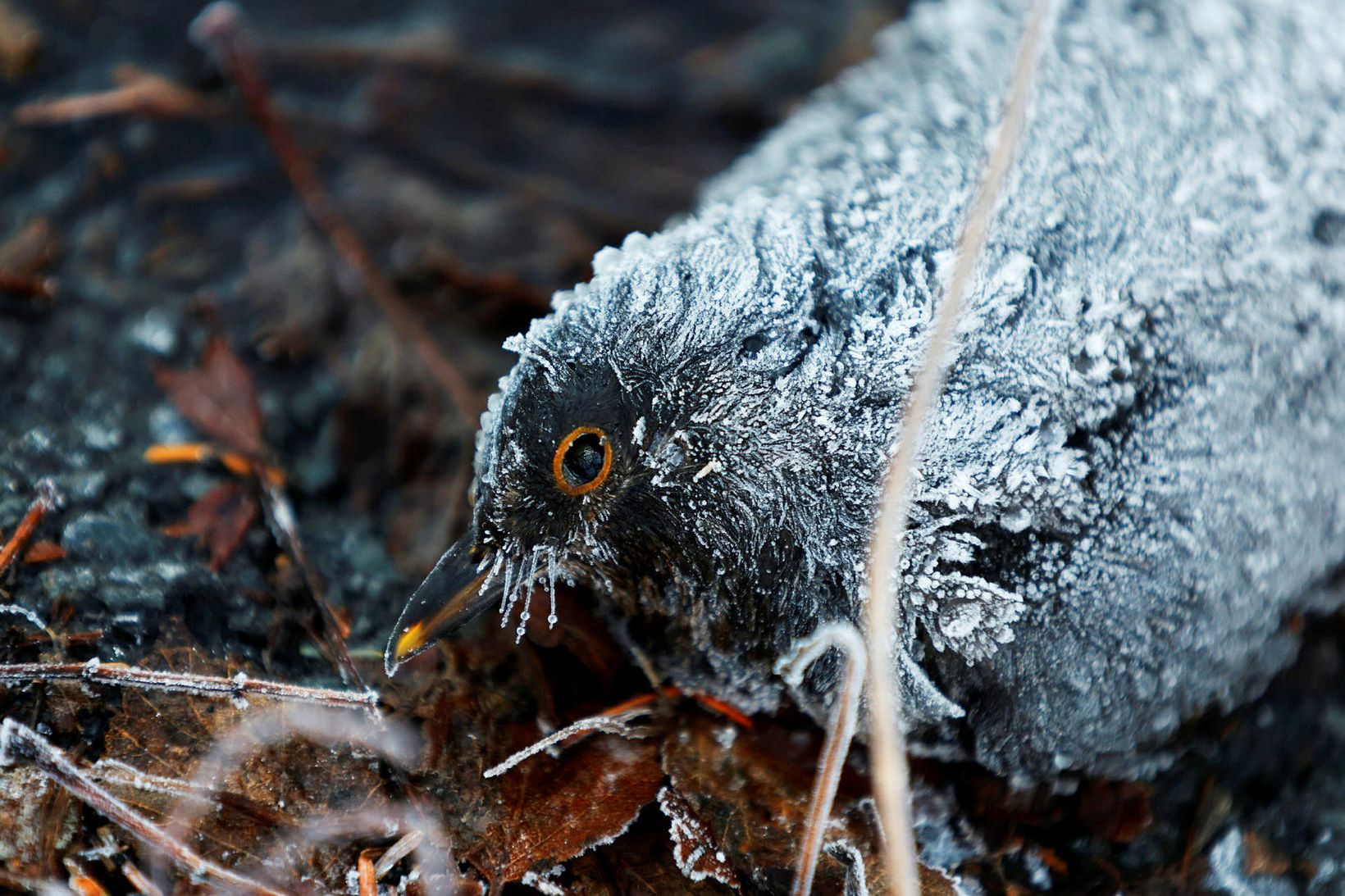 Mikið frost hefur gengið yfir landið síðustu daga en um …