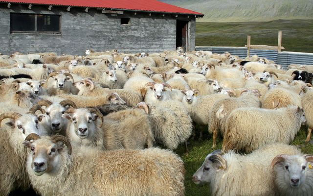 Eyjólfur I. Bjarnason bóndi segir sauðfjárbændur vinna launalaust.