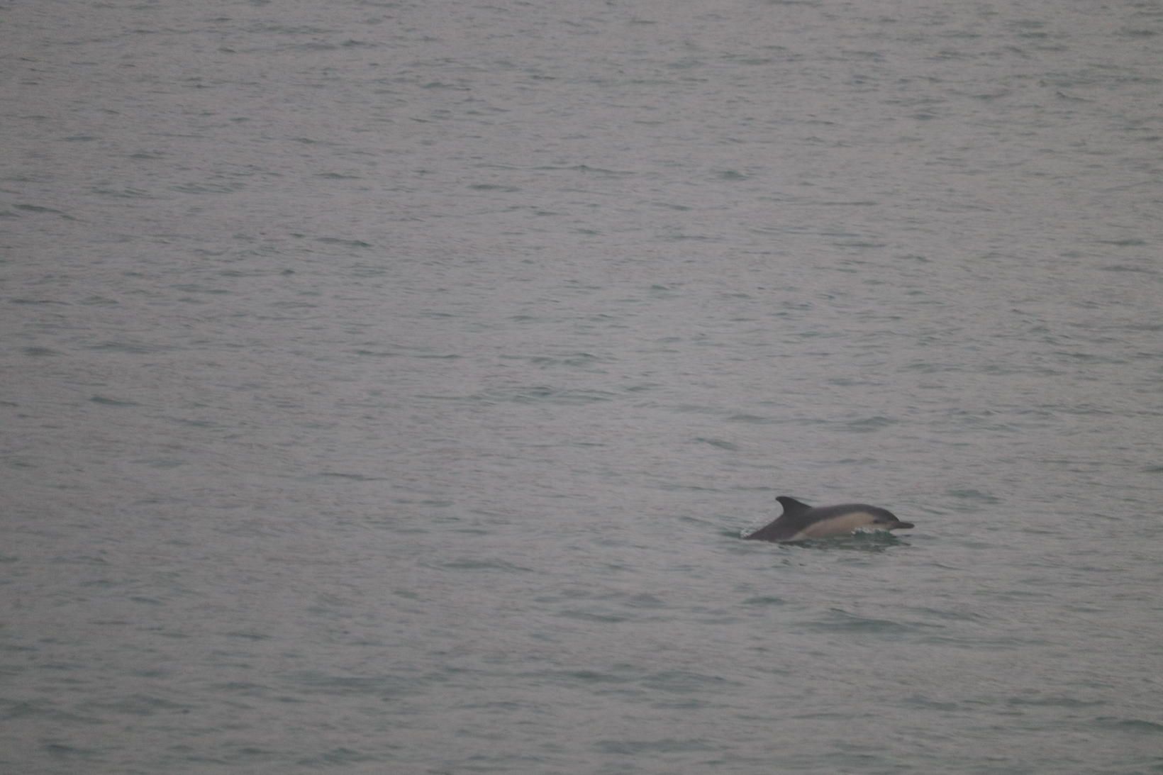 Léttir (lat. delphinus delphinus) er sjaldséður við Íslandsstrendur