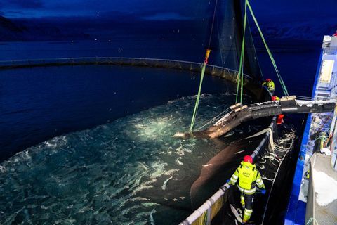 Útflutningsverðmæti fiskeldis á fyrstu níu mánuðum ársins var meira en 35 milljarðar króna.