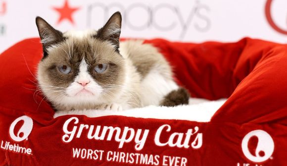 Grumpy Cat allur