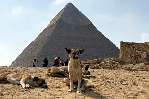 Stray dogs in Giza become tourist draw after 'pyramid puppy' sensation