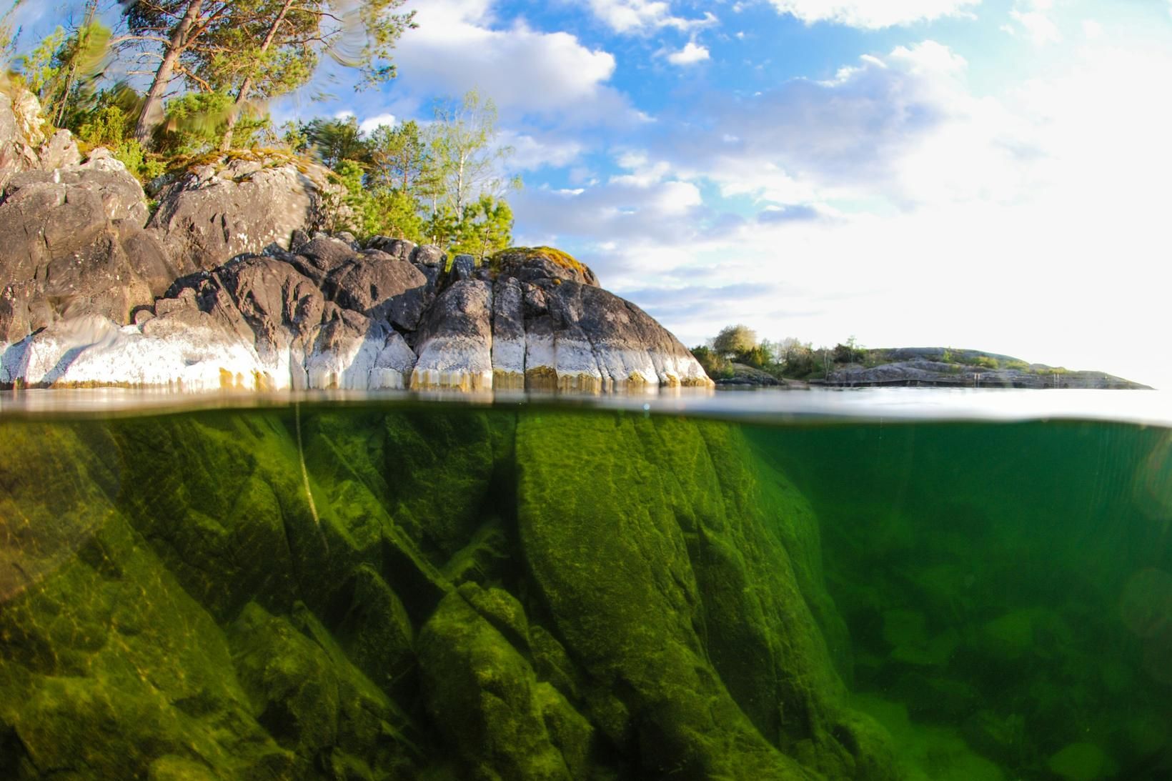 Lax á kókaíni syndir linnulaust