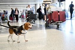 Tollhundur að störfum á flugvellinum í Los Angeles. Bandaríkjamenn fljúga minna nú en á sama …