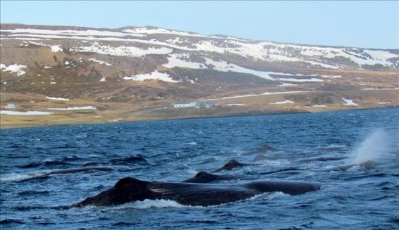 Afhenda Alþingi 360.000 undirskriftir í dag
