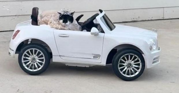Læðan Holly tók sig vel út í fjarstýrðum Bentley í veislunni.