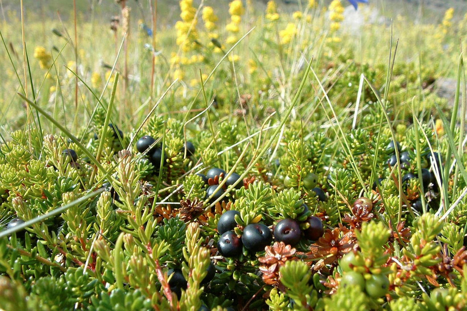 Veður í maí var með besta móti fyrir berjavöxt. Mynd …