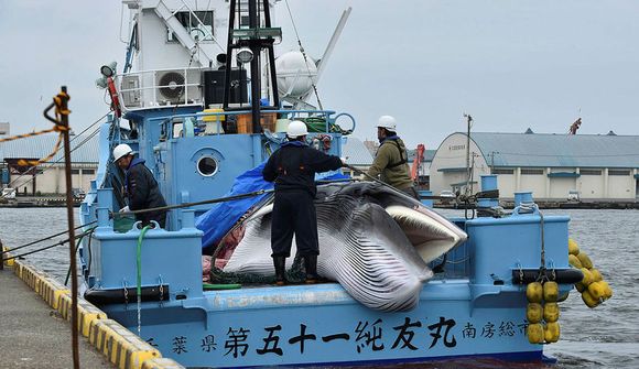Japanar hefja hvalveiðar að nýju