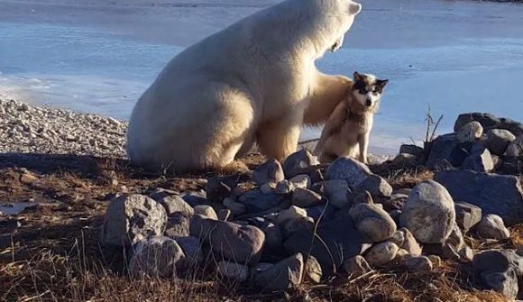 Ísbjörn klappar sleðahundi