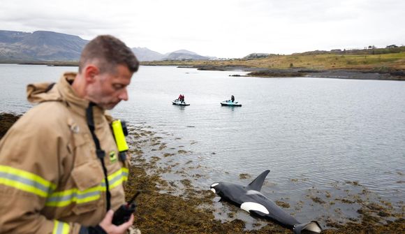 Hvalina mun reka inn á borð sveitarfélaga