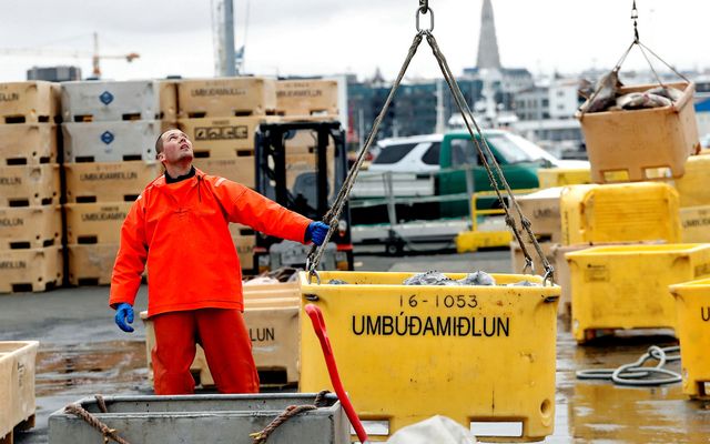 Löndun grásleppu við Reykjavíkurhöfn.