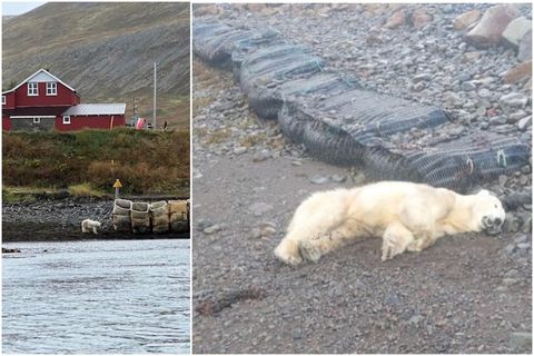 The polar bear was taken down with one shot.