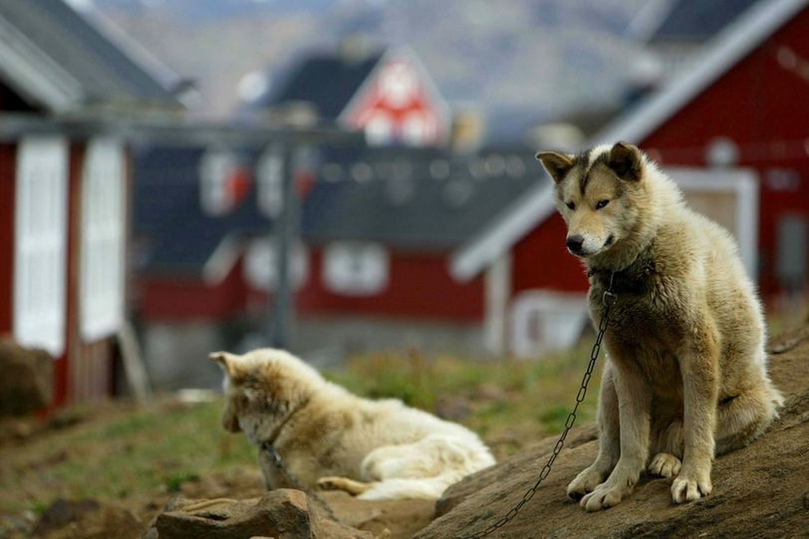 Sleðahundunum hundleiðist. Þeir bíða spenntir eftir snjónum og sleðaferðunum.