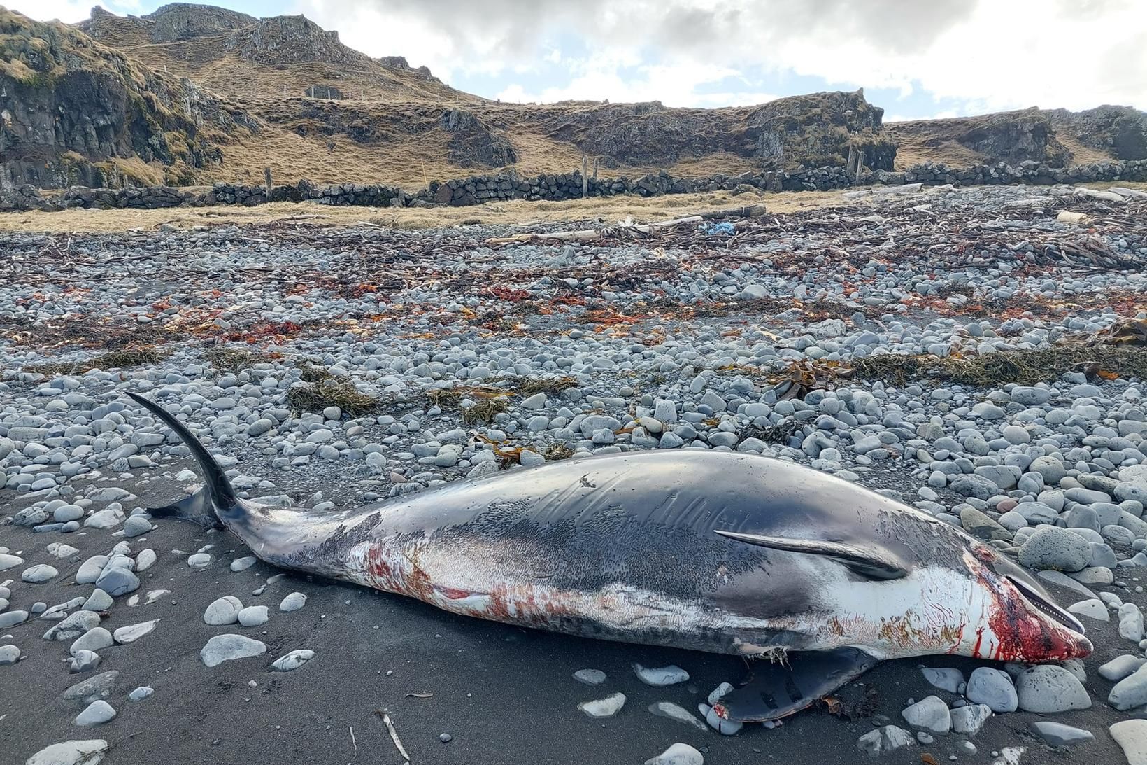 Hvalshræ í Guðlaugsvík.