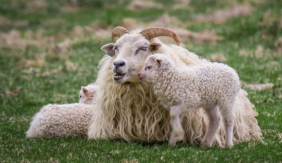 Hjálpar hundruðum munaðarlausra lamba