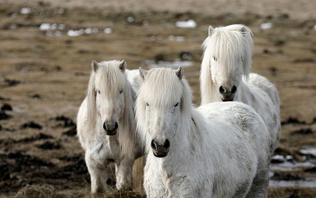 Sjáðu myndbandið!