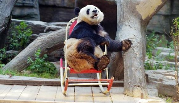Panda slakar á í ruggustól 
