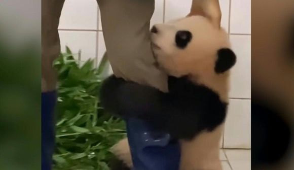 Íhaldssama pandan slær í gegn