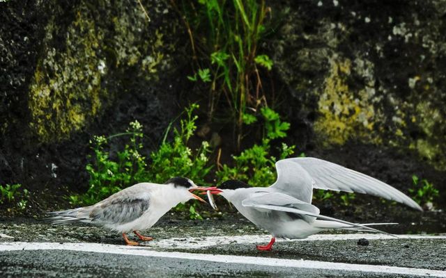 Ófleygur ungi fékk í gogginn frá móður sinni við Gróttu en kríuvarp var í meðallagi …