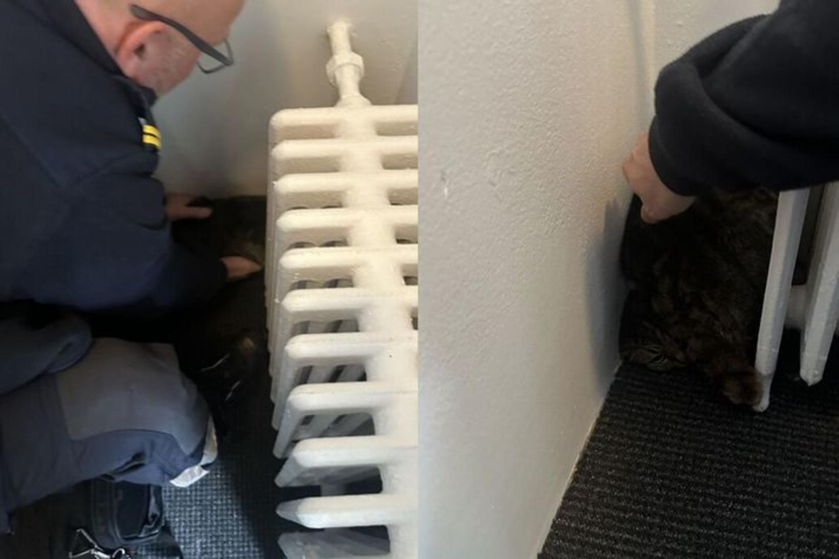 Komu ketti til bjargar