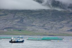 Tilkynnt var um tvö göt á kví Arctic Sea Farm ehf. við Kvígindisdal í Patreksfirði.