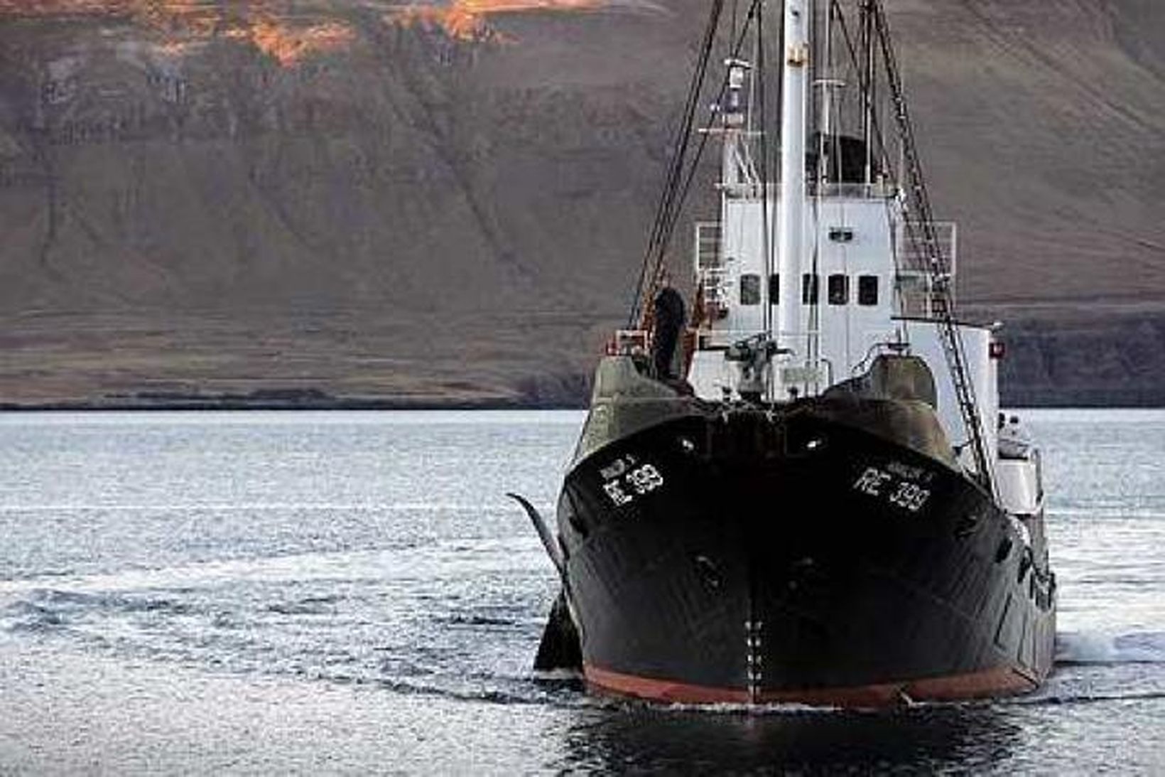 Íslenskt skip dregur hval að landi í Hvalfirði.